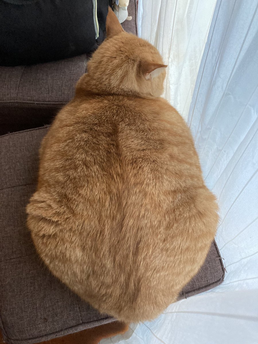 ちゃとら ちゃトラ