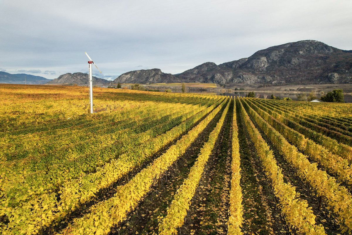 Destination Osoyoos tweet media