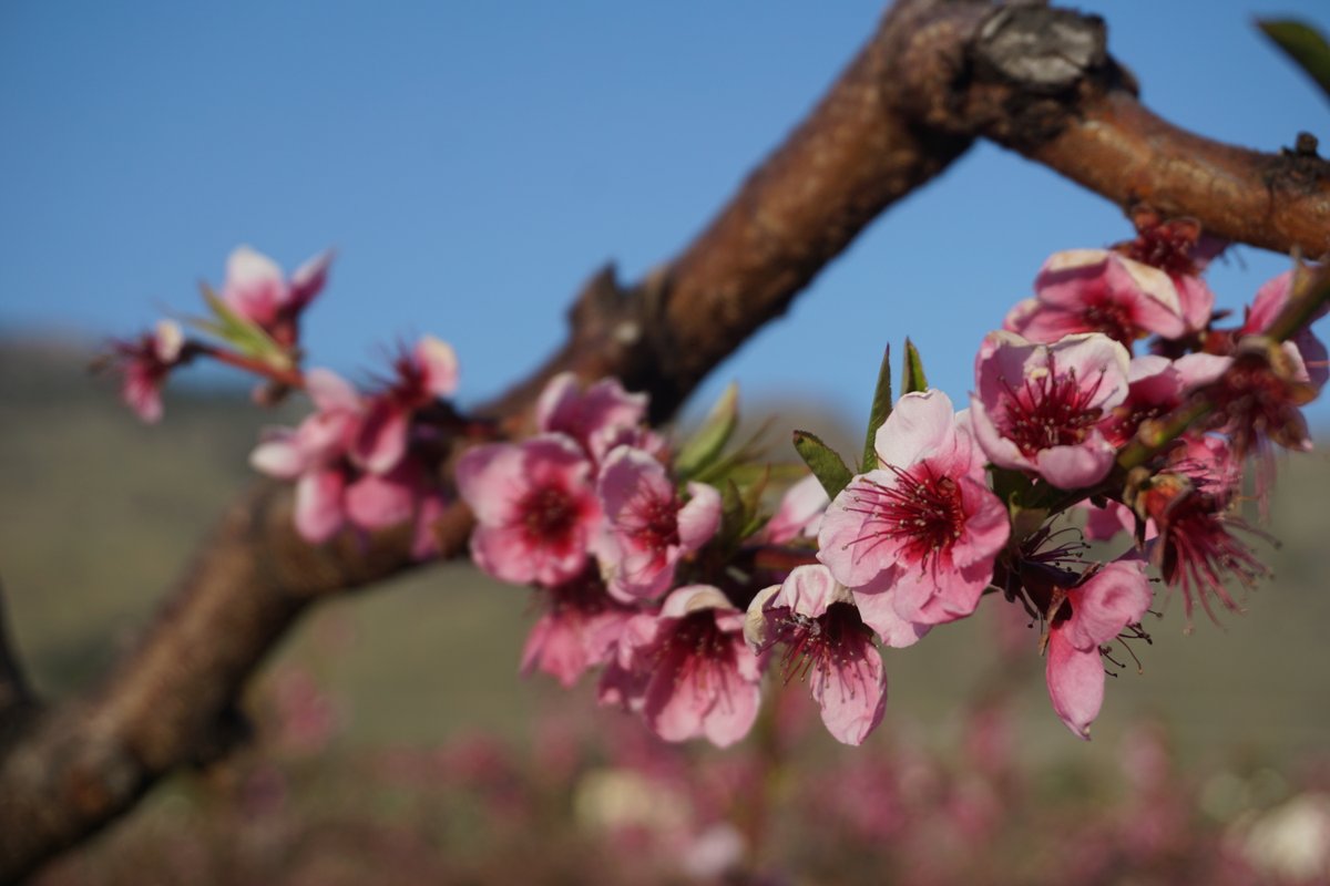 Destination Osoyoos tweet media