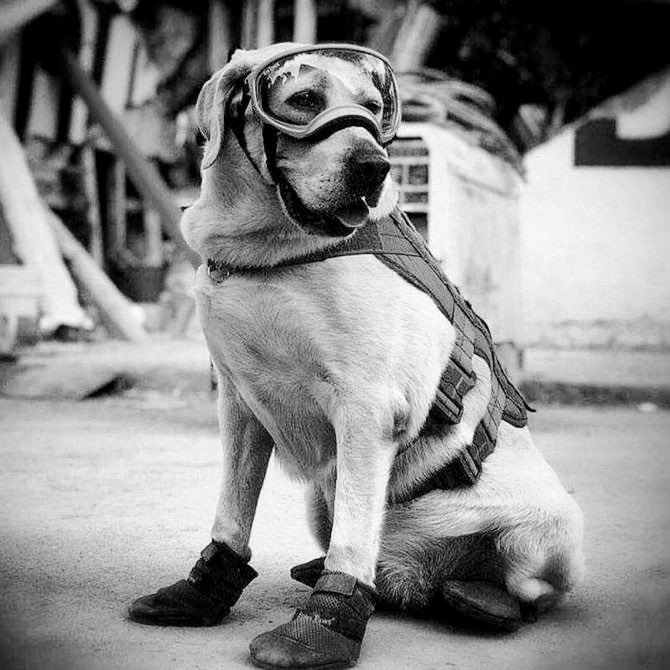FerCanalesF's tweet photo. Murió Frida, la perrita rescatista. Siempre a la orden, colaboró con los servicios de emergencia, siendo el Sismo de 2017 el momento en que los mexicanos la conocimos por su invaluable labor. Gracias por servir a México. Gracias por tu nobleza y lealtad. Gracias Frida…🇲🇽🐶QEPD https://t.co/XvwtHOMrP2