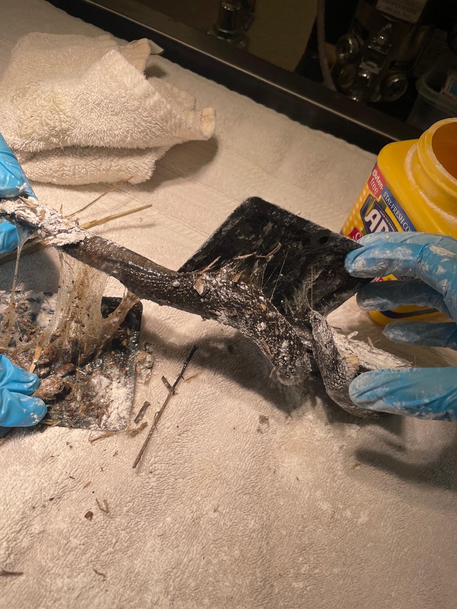 >20% of our snake patients come to us as victims of glue traps. 90%+ of these do very well &amp; are released within a few days to weeks if they’re promptly brought to us still on the trap. Unfortunately, when they’re removed by the finder, the success rate drops dramatically.