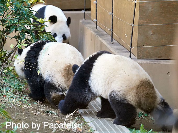 阪急電鉄 いっぱい１４点セット スルッとkansai 王子動物園 パンダ Clinicacampinas Com Br