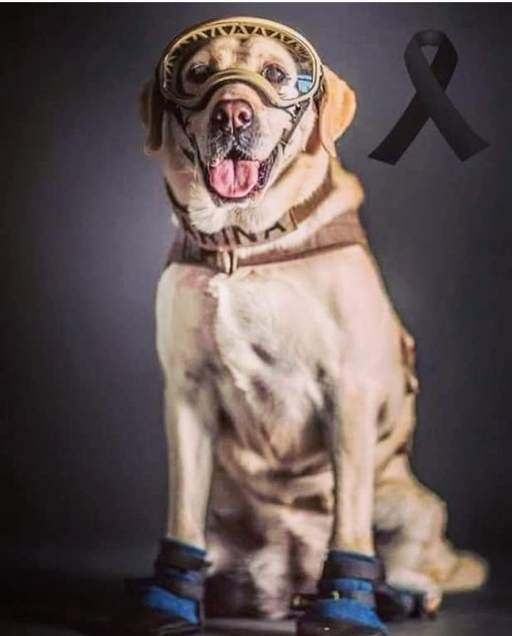 FundacionToby's tweet photo. Gracias Frida por demostrarnos el valor que tiene un perrito, gracias por que tu moviste corazones como nadie.
Gracias Frida por ser el héroe que México necesitaba, nos uniste en amor mientras te veíamos salvar vidas.
Tu eres la prueba de que tu especie debe ser prioridad! https://t.co/f8k3HluNvz