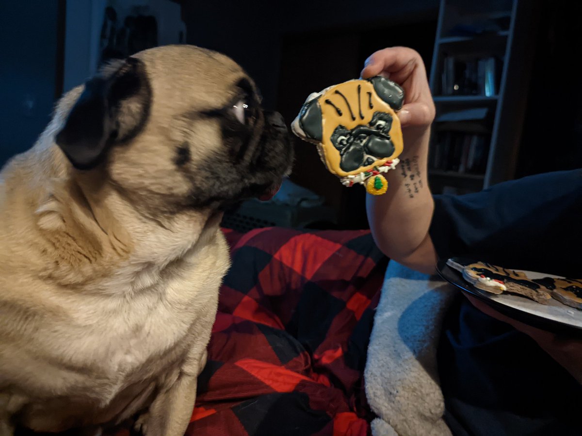 PugHamilton's tweet image. Hey, look @DogStumpy , momma made me a cookie