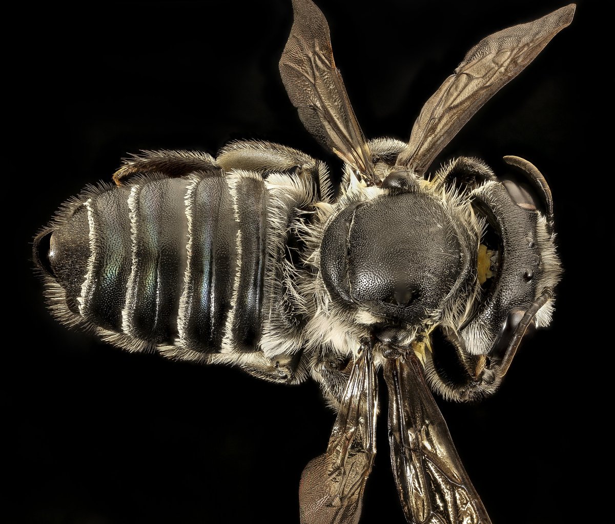 moltenblue's tweet image. What a lovely leaf-cutter from the coastal dunes of Florida.  I particularly like the subtle metallic glints on the top of the abdomen.  Some populations dark haired, some white. Most populations restricted to dunes, odd Midwestern specimens on the books that no one can find.