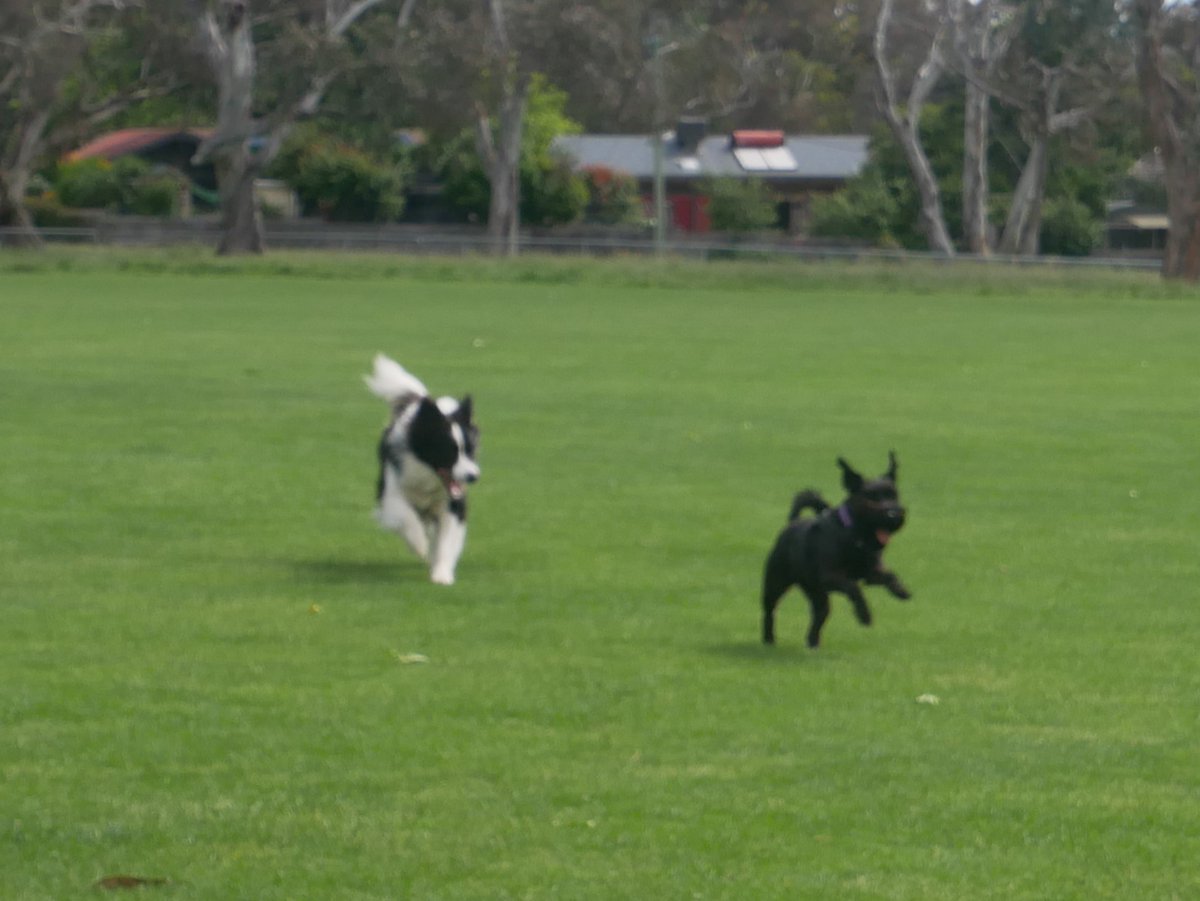 mrgarymatthews's tweet photo. #DogsofTwittter
#DogsOnTwitter
#dogstyle
#BorderCollie
#Raj
#DogsOfCanberra
#DogsOfHackettOval
#AustralianBackroadsAndBeyond https://t.co/kYoP1ZM9Vx