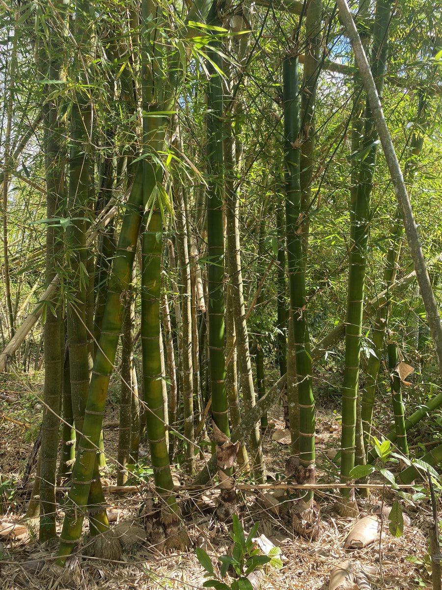 inbarlac's tweet photo. 🇨🇺Hoy visitamos y conversamos con investigadores de la EEAF Viñales de @CUBAINAF sobre el potencial del desarrollo del bambú en la zona y su uso para bioenergía 🎋🎋#Cuba #Piensaenbambú https://t.co/v6BSLCfE3y