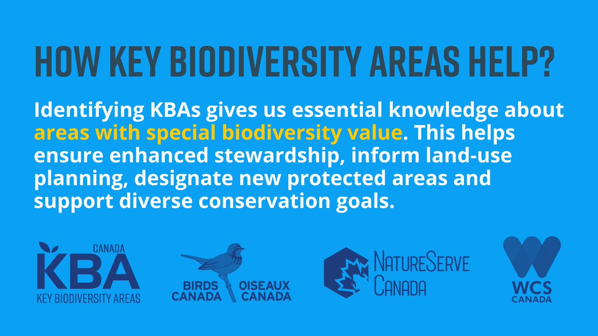 #KBAs tell us the most important areas to conserve if we want to avoid a permanent loss of nature.

As we respond to the #biodiversity and #climate crisis, KBAs highlight the gaps and opportunities for conservation - and collaboration - across Canada.

kbacanada.org