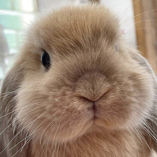 tiny__doyoung's tweet image. ( ｡•ㅅ•｡)~
#NCT127  #DOYOUNG  #도영