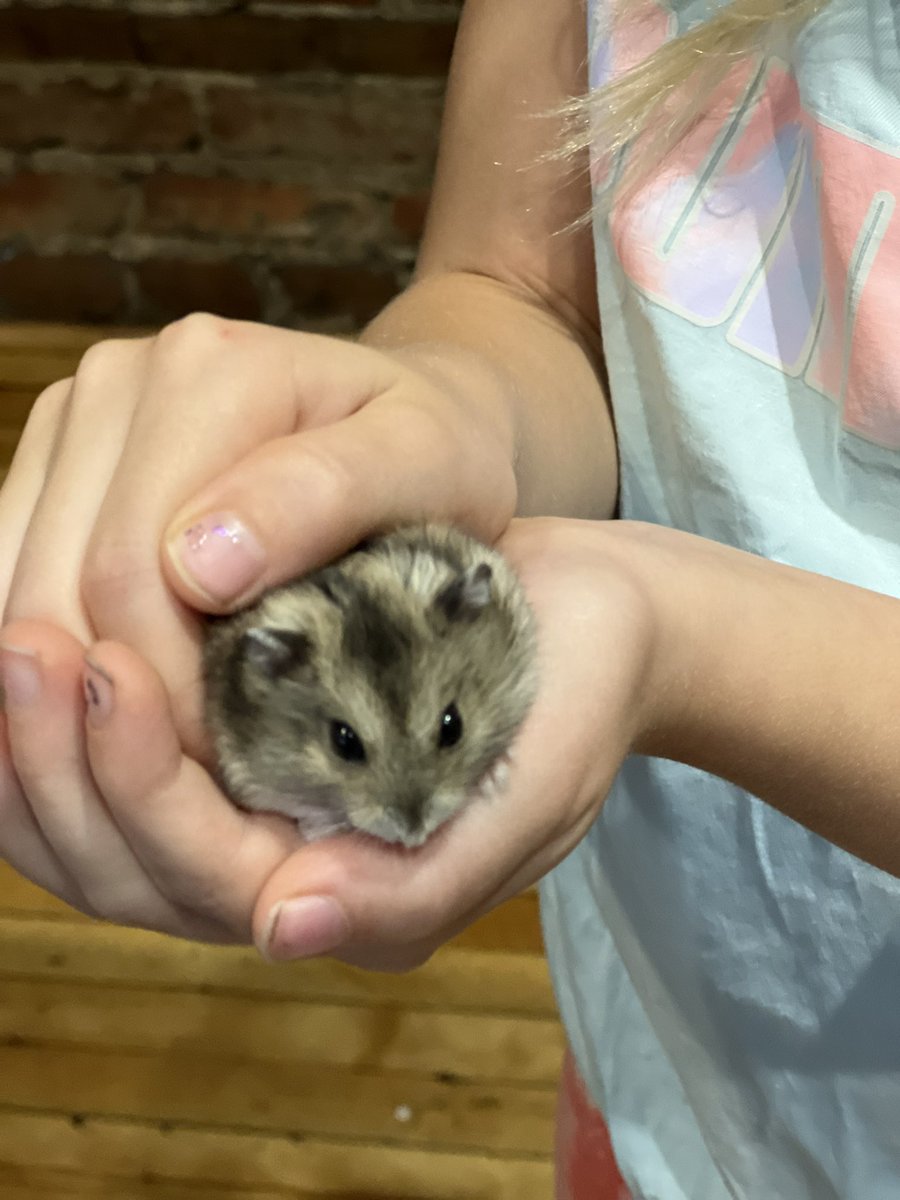 cousinchang's tweet photo. @KJezerMorton Hamster? Just down the road if you want to cuddle. https://t.co/iPyHLz6PxR