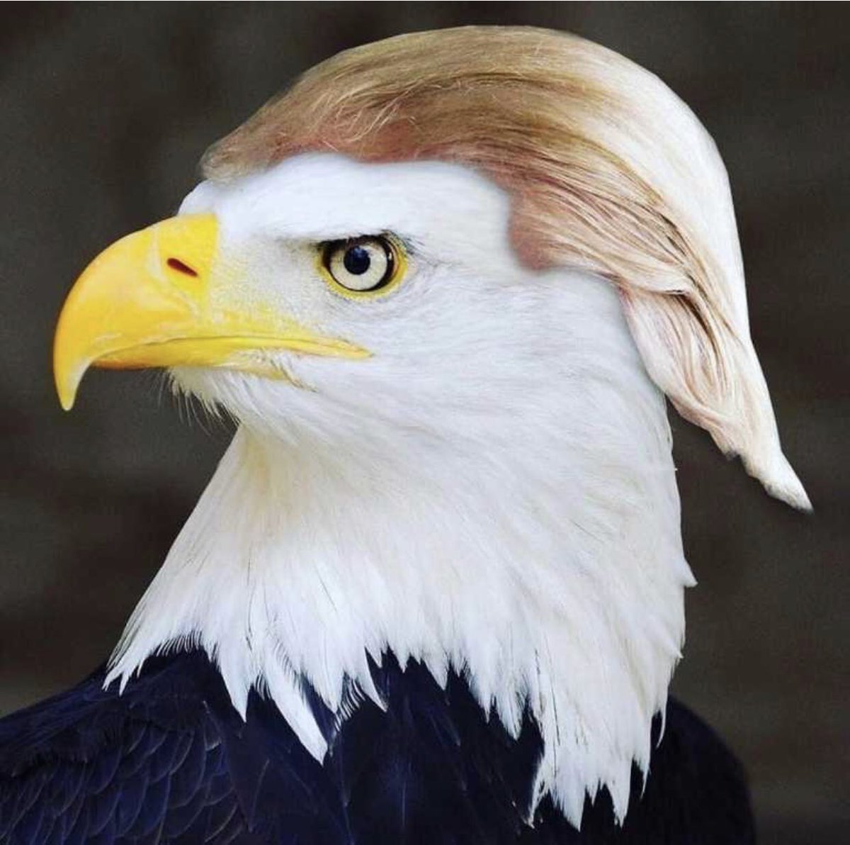 RedCapNation's tweet photo. The eagle flies in 2024 https://t.co/qToQofvSDz