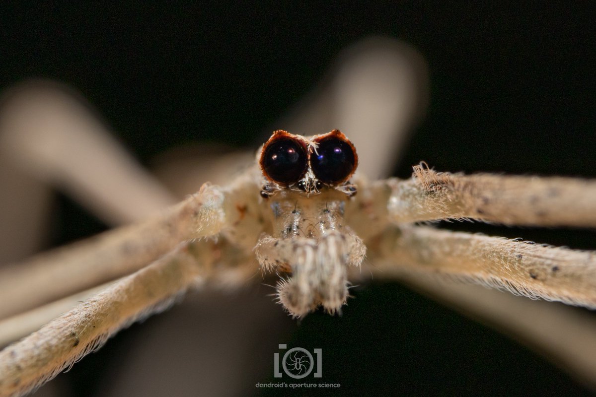 apsciencebydan's tweet photo. A day which ends in a 1st-person reminder that I share the planet with ogres is never entirely bad. 👀🤎

She was just chilling under a railing; no net, no worries. Maybe the hunt will be on tomorrow night, if she likes. It's a good life.

Deinopis spinosa.
11/15/22. N. Florida https://t.co/aANAxG18kt