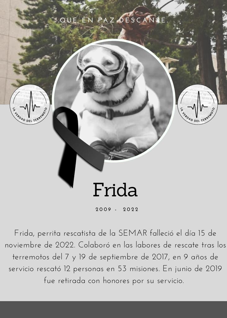 Terremotode1985's tweet photo. Hoy falleció Frida, perrita rescatista que ayudó en las labores de rescate tras los terremotos del 7 y del 19 de septiembre de 2017. 

Que en paz descanse 🐾. https://t.co/0gsV4Y0iYZ