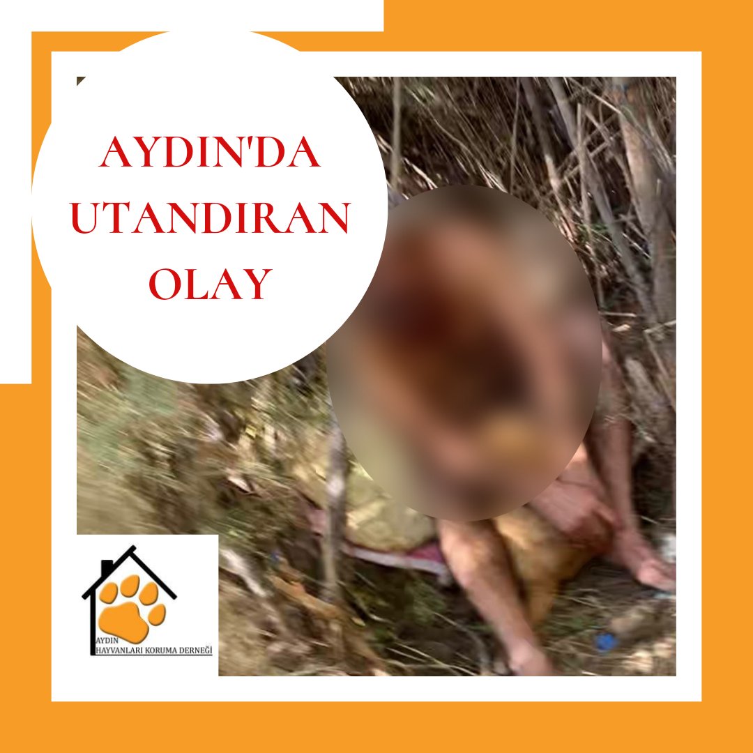 Aydın'da sapık ruhlu bir adam köpeğe tecavüz ederken gorüntülendi. Girişimde bulunduk, en agır cezayi almasını istiyoruz. #SokakHayvanlarıSahipsizDeğil #hayvanasiddetsuctur #kopegetecavuz #bugünonayarınsana #aydinhakkinda #tecavüz