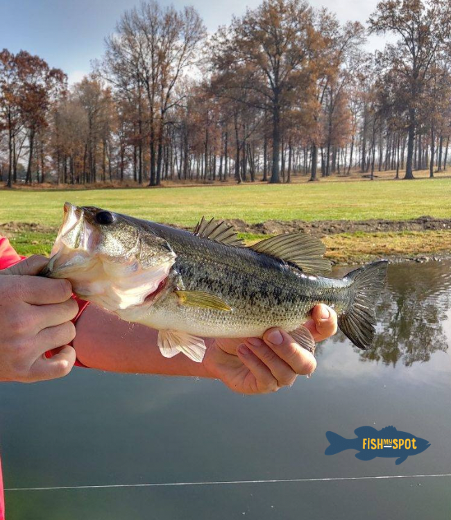 FishMySpot's tweet photo. Amanda checked out our pond in Louisville, Ohio. They caught some large bass and bluegill. It is beautifully maintained. #pondfishing #fishforbass #fishingislife #fishing #bassfish #bassfishing #ohiofishing #starkcounty #gofish #gofishing https://t.co/pH291vC3LV