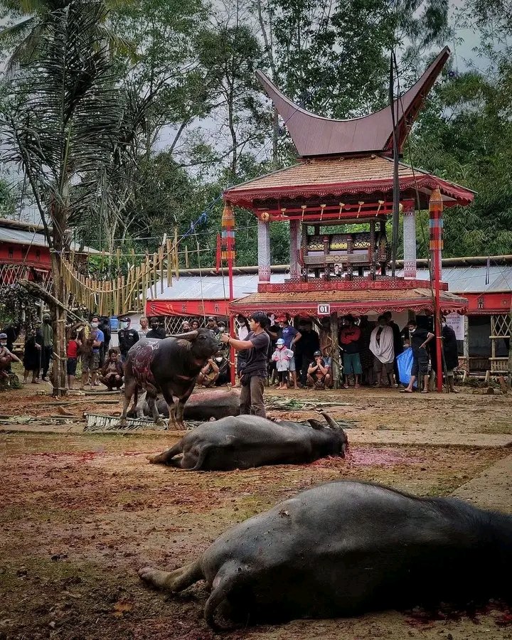Mantunu Tedong, merupakan bagian dari rangkaian prosesi adat Rambu Solo dimana dilakukan penyembelihan kerbau-kerbau yang telah dipilih dan dagingnya nanti akan dibagikan kepada masyarakat dengan aturan tertentu🌷

Salam Budaya
#PuspitaNagari 🌷