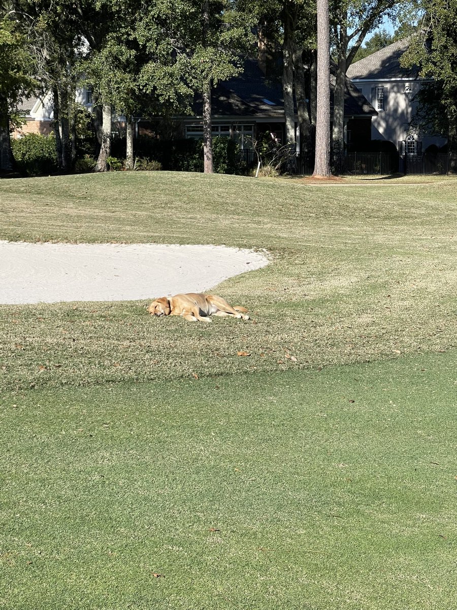 It’s a good day today! I started my first official day as superintendent at Rock Creek Golf Club. Needless to say that Josie is already acclimating herself to the course! <a href="/DogsOfTurf/">Dogs Of Turf</a>