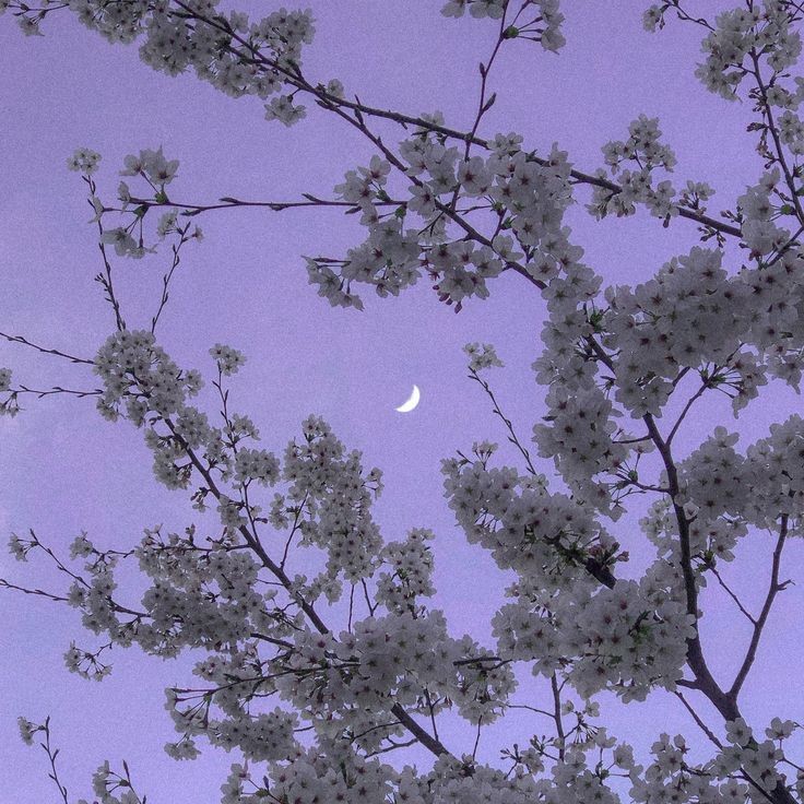 crescent moon on purple sky.