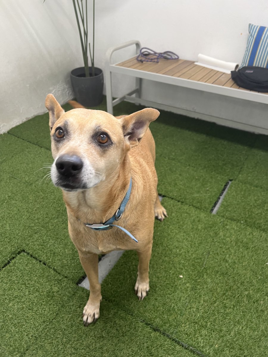 November is Adopt a Senior Pet Month. We have one senior sato in our program, Benji. His owner passed away and family members are unable to take him in. This story is a good reminder to have a plan in place for pets in case of an emergency. #satostrong #AdoptaSeniorMonth