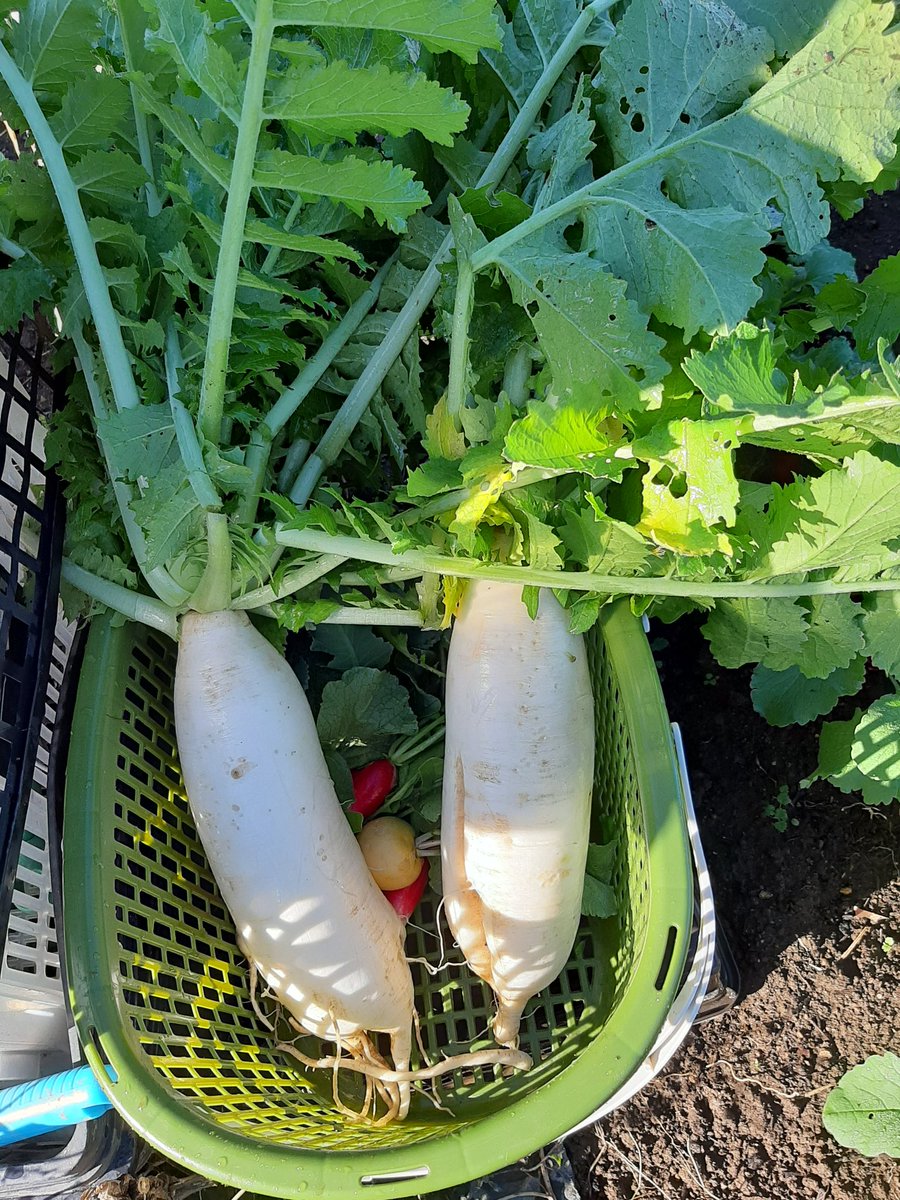 おはようございます☀️😃
本日の収穫です。
今シーズンは大根が豊作です！