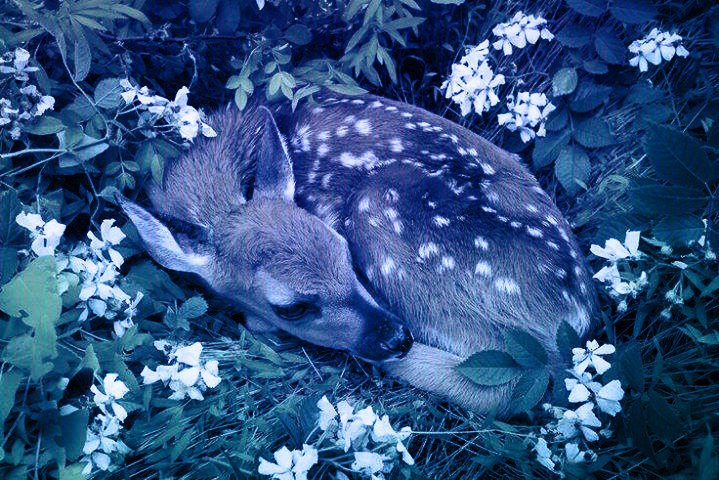 Boa noite! Estão bem? Hoje estava um dia lindo, colhi frutas e fiz uma salada de frutas dos deuses! Mas, enquanto estava caminhando para espairecer um pouco, achei este lindo cervo machucado, então o trouxe para casa e cuidei de seus ferimentos, ele já está melhor.