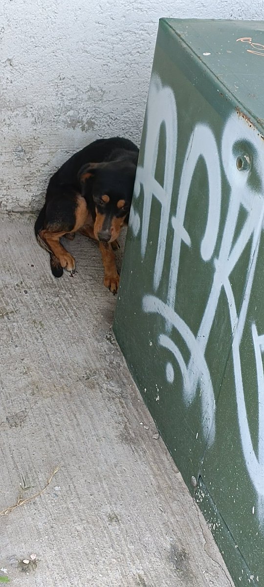 jessehf82's tweet photo. @AmbientePuebla por favor si puede ayudar a perrito está temblando de frío está por la 111va cerrada de santa isabel detrás de una plata de luz casi esquina con boulevard carmelitas a un costado de un terreno https://t.co/ZhIFrFG4G1