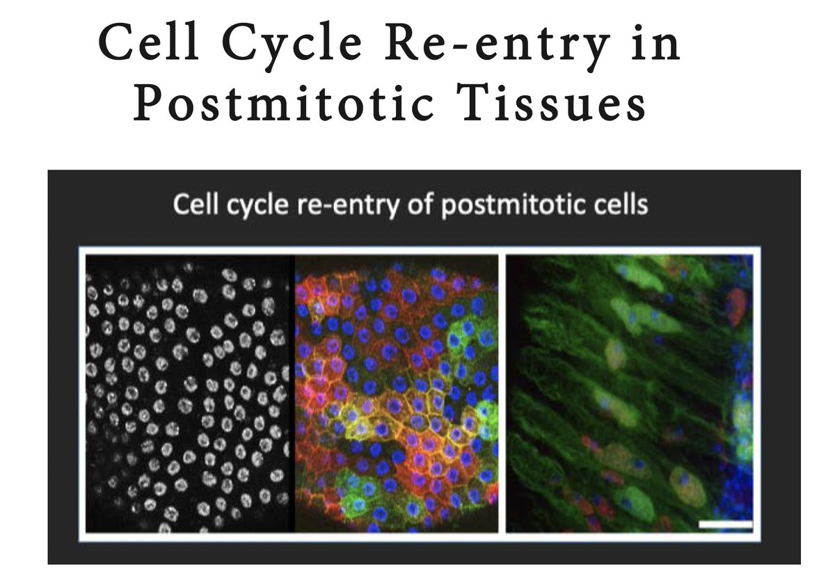 Excited to host @Buttitta_Lab for <a href="/uwgenetics/">UW Madison Genetics</a> colloquium tomorrow. I was lucky enough to meet @Buttitta_Lab at a Drosophila conference a decade ago, and we have been friends ever since. Don't miss tomorrow's seminar or #Dros23. Both promise great science and awesome people.