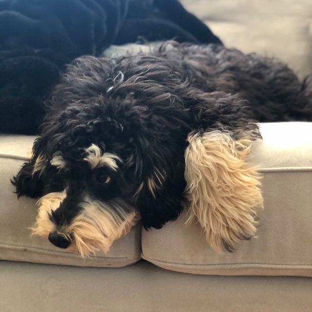 snapleash's tweet photo. "POV: You just realized it's Tuesday." 😂

#snapleash #dogs #doggo #doggies #dogsoftwitter #doglover #tuesdayfeelings #tuesdaymood #tuesdayfeels https://t.co/0hmrn22bvp
