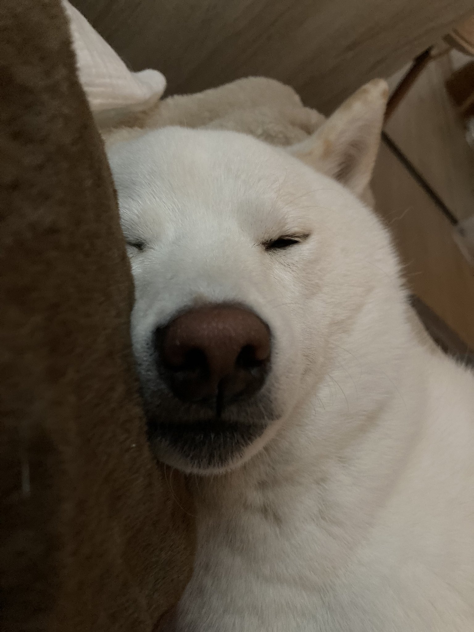 Tweets With Replies By 柴犬ゆきみ Yukimi Shiba Twitter