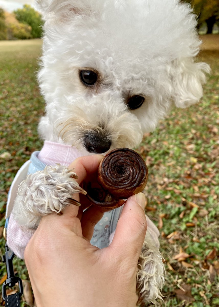 おはようございます😊
今日は朝からいいお天気🌞✨
昨日は雨上がりのいつもの原っぱで、シダーローズを見つけました🌹
ラテさん、食べ物じゃありませんよ〜😂

#ビションプー #トイプードル #ビションフリーゼ  #MIX犬 #犬のいる暮らし #犬好きさんと繋がりたい #シダーローズ