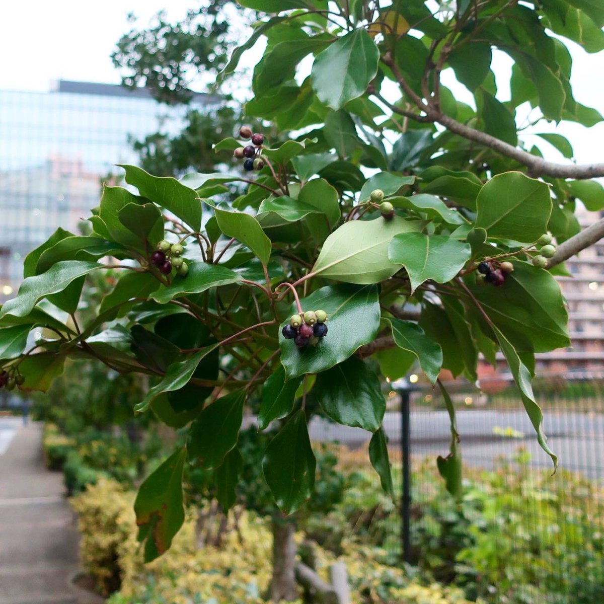 KNarujima's tweet image. Its #LeafShape changes from triple lobed to ovate 👉 keinarujima.blogspot.com/2022/11/dendro…

#葉の形 が変わります。続きは上のリンクから。

#DendropanaxTrifidus #Color #隠れ蓑 #カクレミノ #色