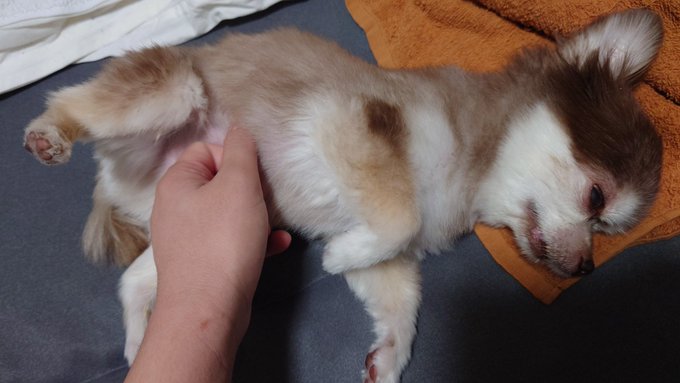 おはようございます。起き抜けにレオをなでています 