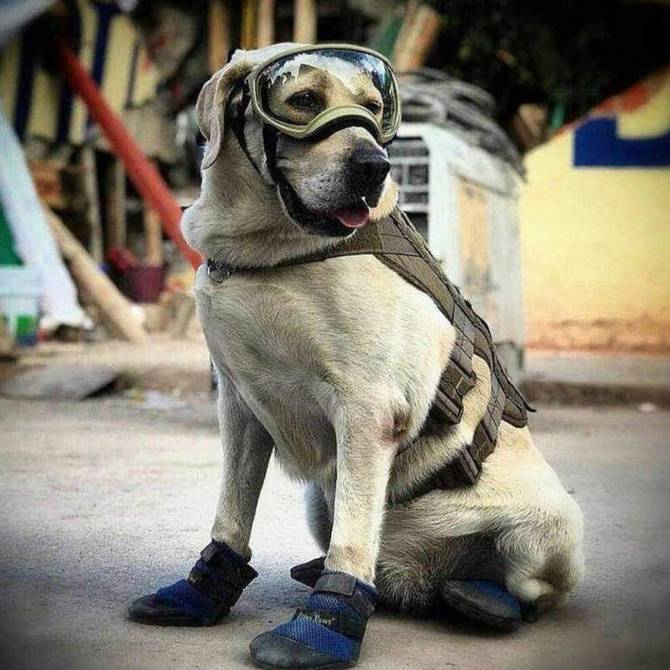 HeyMagazineZac's tweet photo. A través de su cuentaen Twitter, la SEMAR, informa que Frida, la perrita rescatista ha fallecido 💔

#Zacatecas #mexico #frida #perrito #perrhijos #mascotas #sismo #revistavirtual #revista #prensa #UltimoMomento #dogs #mexicolindo #Zacatecasmexico #noticiasmexico #noticias https://t.co/EIwsZDgD02