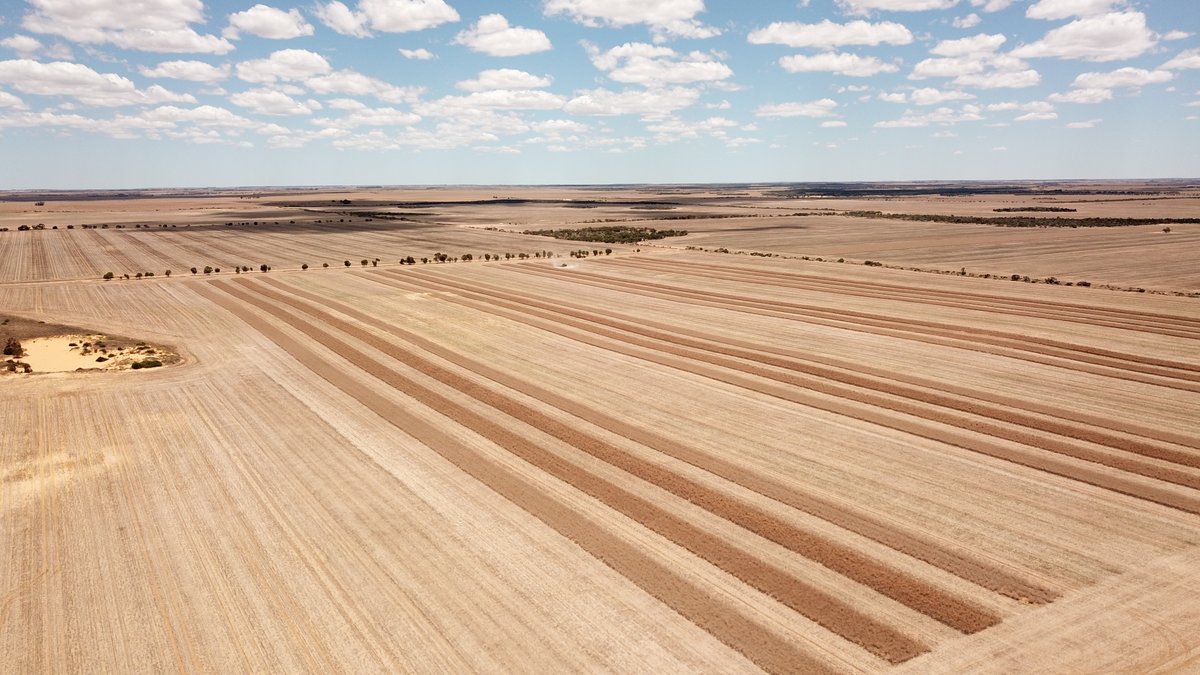 <a href="/IndependentRur1/">Independent Rural</a> Canola Variety Trial results from Ogilvie are in! 7 varieties, 4 reps. For more details shoot me a message!

1st - 44Y30 - 1.87t
2nd - 444Y27 - 1.83t
3rd - 4022P - 1.72t
4th - NCH20Q776 - 1.7t
5th - 4520P - 1.55t
6th - Emu - 1.53t
7th - Battalion - 1.51t