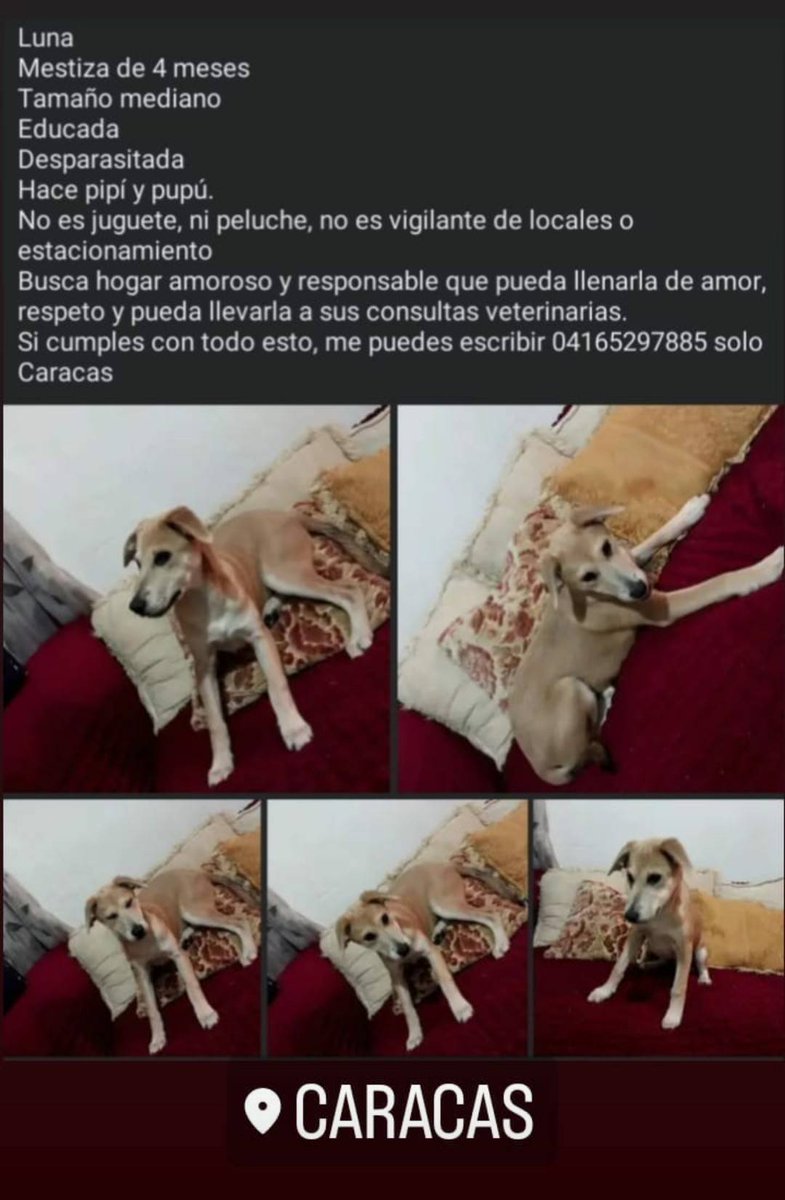 PerroUsuario's tweet photo. #CasoDeTerceros  Buscando un hogar amoroso y responsable, CARACAS https://t.co/yjsdlypcYk