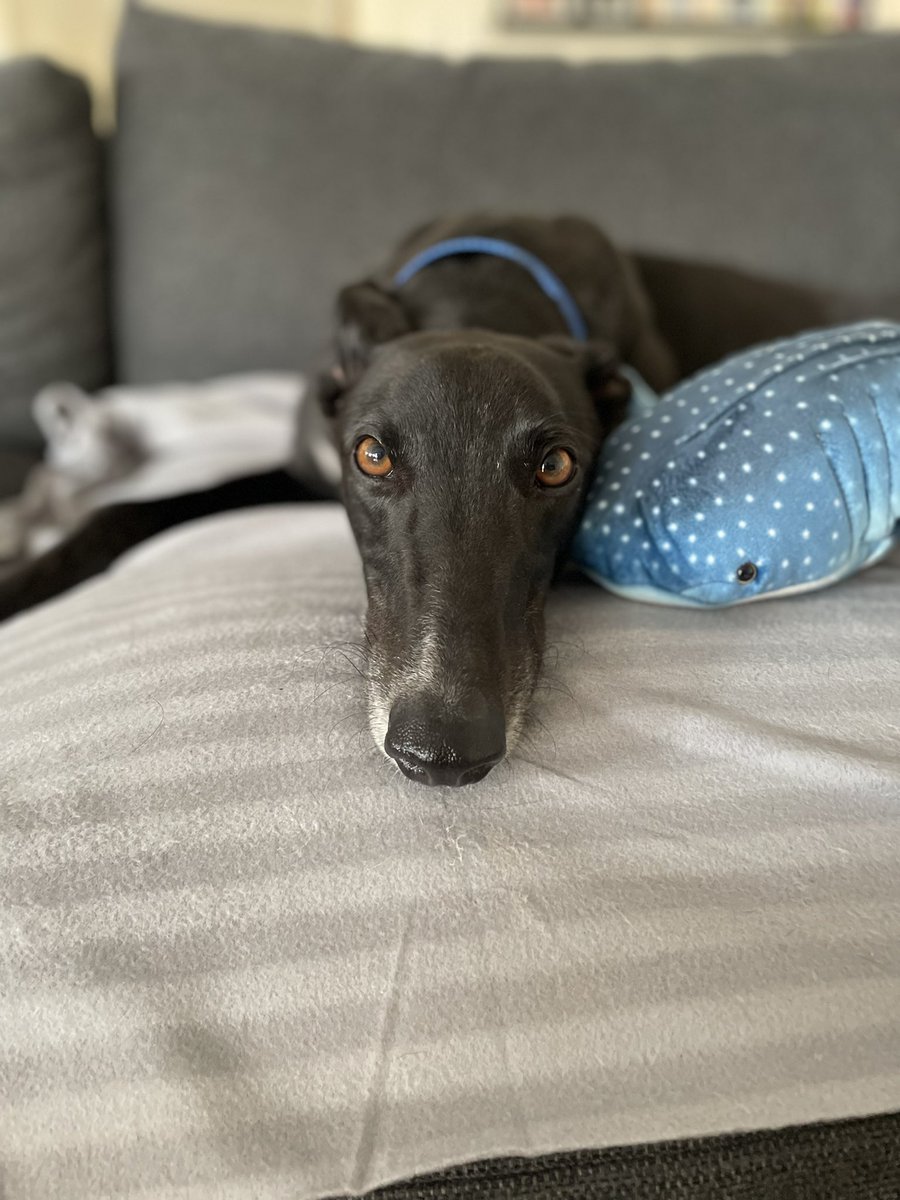 PerthBreakfast's tweet photo. Some morning #rontent - according to Greyhound Adoptions WA - people often ask for any colour but black when they look to adopt a greyhound :( https://t.co/ln6LhgGTCA