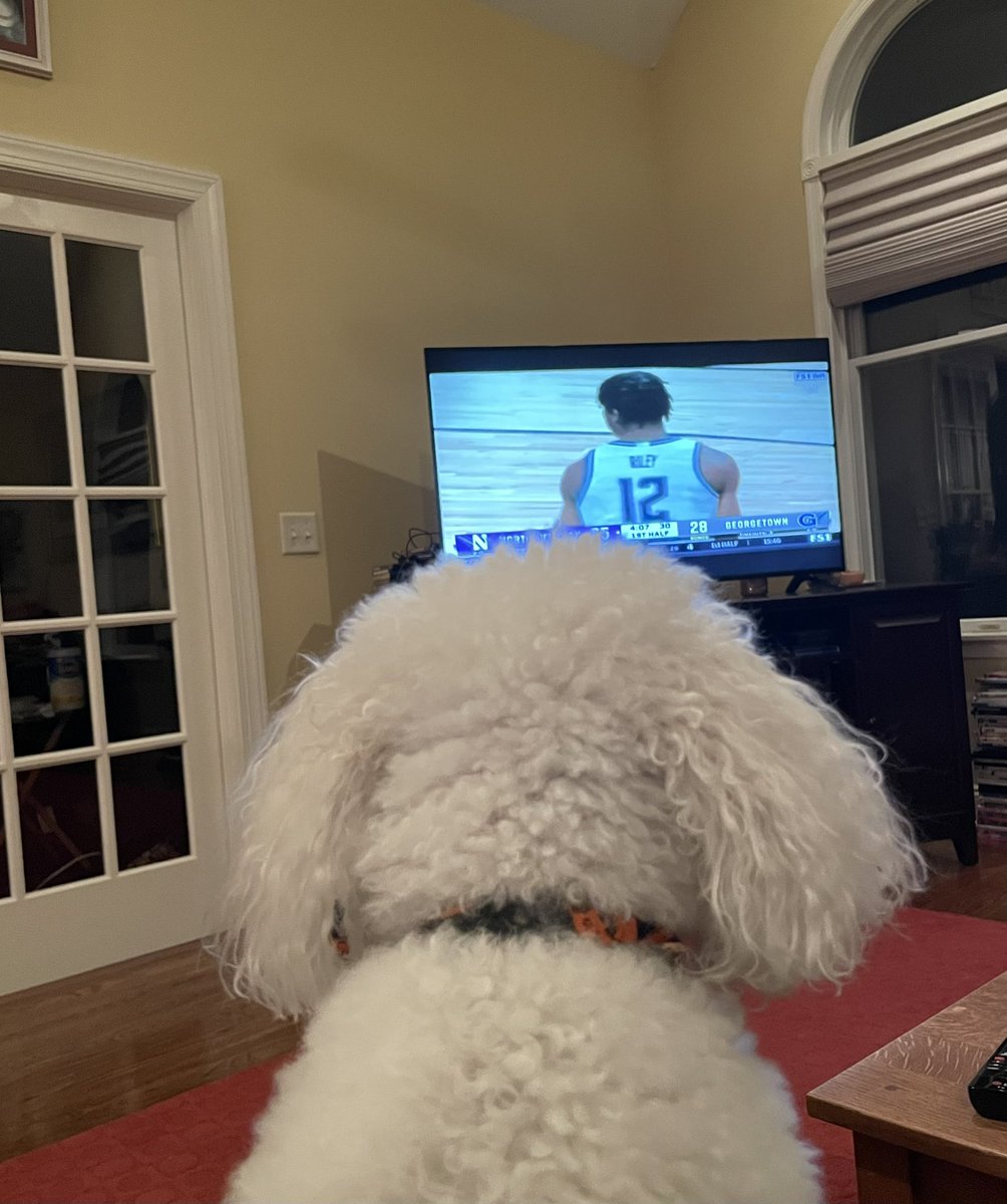 HoyaLawya95's tweet photo. My Hoya buddy. Go Georgetown! #Jeter #BestBichonEver #LookingForJack https://t.co/Pi7q5yGCYA