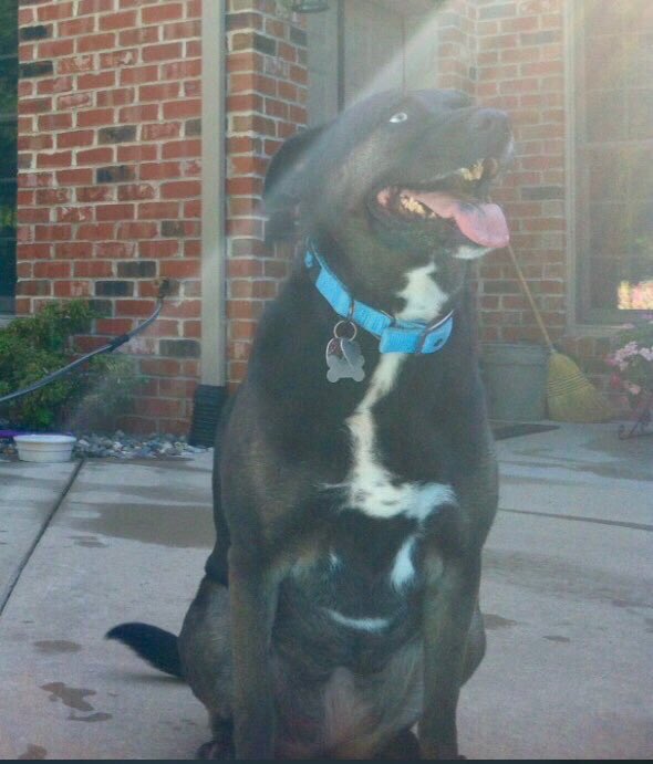 Pearson_11's tweet photo. Received a tough call from my mom this morning. Our beloved 15 year old family pup has been diagnosed with bone cancer. I rescued her from the pound and picked out her name in November 2009. She’s been my buddy and by my side ever since. It’s a sad day https://t.co/v696sqRUDh