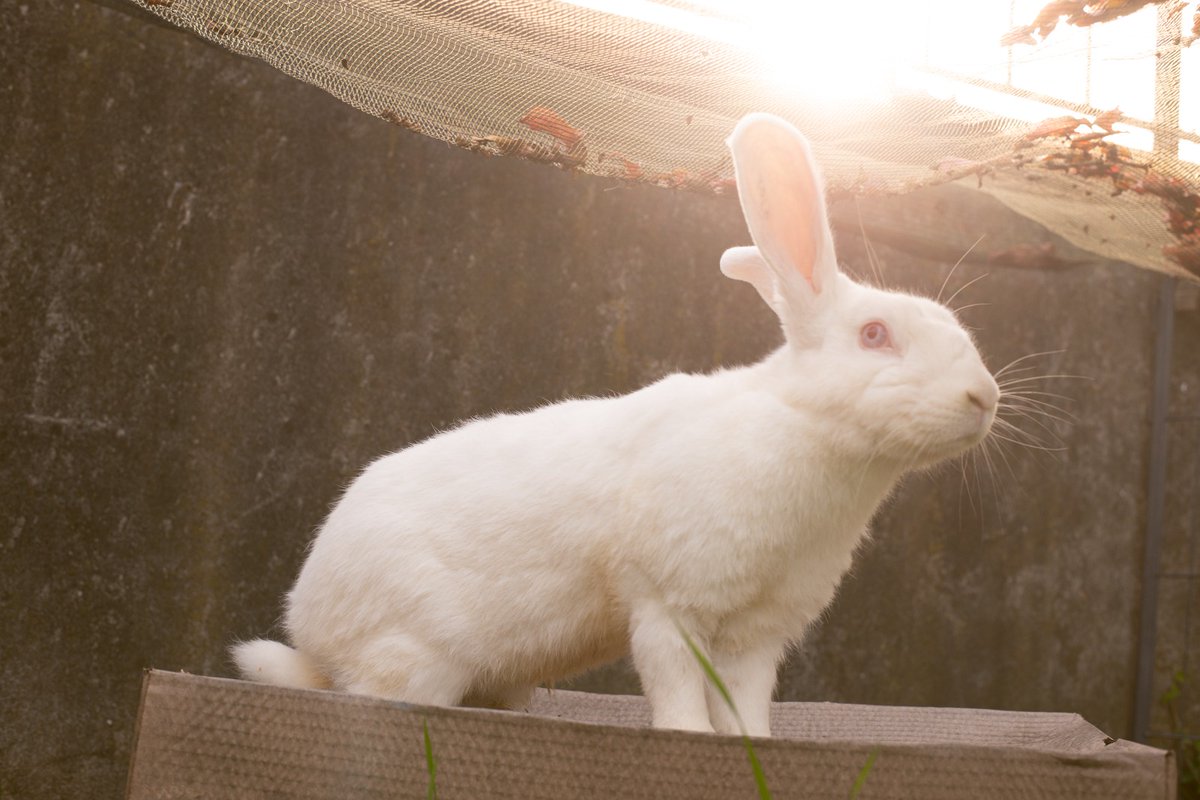 La Collina dei Conigli cerca sempre volontari.  Scrivete a lacollinadeiconiglionlus@gmail.com per Monza,Torino e Genova