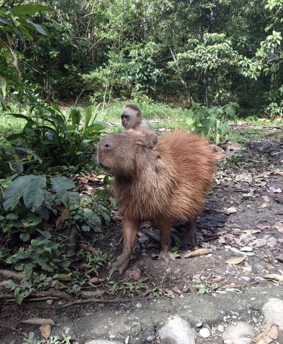 in case you didn’t know: sometimes monkeys ride capybaras