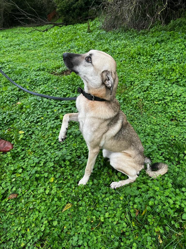 tws_pk2's tweet image. Unbelievable but poor Bubbles did not get one offer of a foster or forever home. This poor girl has seen the worst at the hands of humans and we were hoping that a kind loving home would take her in 😔😔