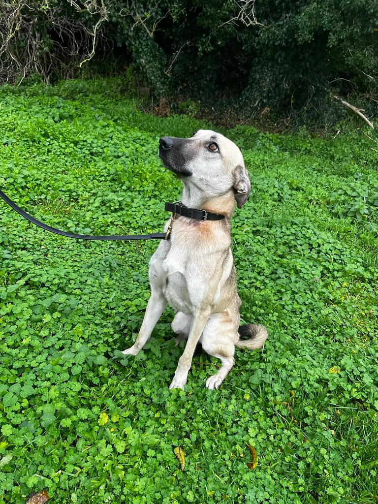 tws_pk2's tweet image. Unbelievable but poor Bubbles did not get one offer of a foster or forever home. This poor girl has seen the worst at the hands of humans and we were hoping that a kind loving home would take her in 😔😔