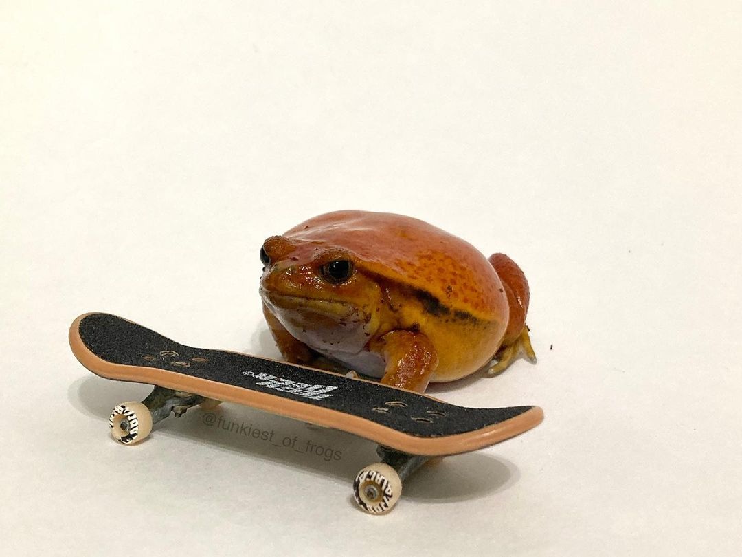 froglover2020's tweet photo. #frogs #froggiestoken #frogcarzilla #frog https://t.co/Ldr6hxnOt1