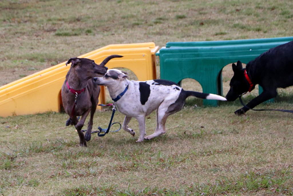 spcaoftexas's tweet photo. Our dogs had a blast at #DogsPlayingForLife!
They got to make friends with their fellow dogs and play tag and chase! https://t.co/qaPfRPvRRk