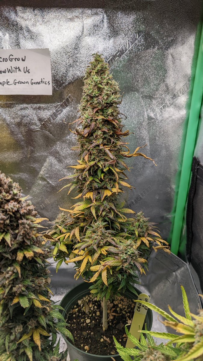 TempleGrower's tweet photo. Harvest time! Gonna try and do a live trim deal on the YouTube to finish off this fun-ass #MicroGrow if anyone wants to swing by for a chill. Pretty stoked to finally bring these down! ✂️🌱
#GrowYourOwn #Cannabis #GrowWithUs #TempleGrownGenetics
https://t.co/71v5wEabay https://t.co/PGcAHK1Xzb