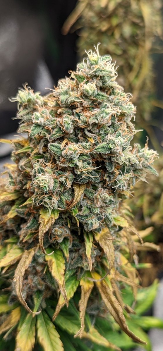 TempleGrower's tweet photo. Harvest time! Gonna try and do a live trim deal on the YouTube to finish off this fun-ass #MicroGrow if anyone wants to swing by for a chill. Pretty stoked to finally bring these down! ✂️🌱
#GrowYourOwn #Cannabis #GrowWithUs #TempleGrownGenetics
https://t.co/71v5wEabay https://t.co/PGcAHK1Xzb