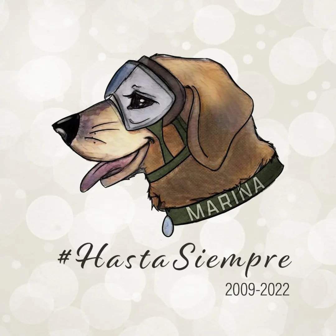 Frida, la perrita rescatista, murió este martes: “Gracias por servir a México, siempre vivirás en nuestros corazones”, publicó la Marina. 

#fridamarina
#fridarescatista 
#Frida