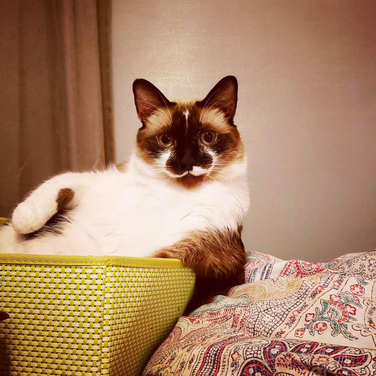 TheRealJenH's tweet photo. Absolutely gutted. Rory has been my shadow since he was six weeks old.  He loved naps in the sun, snoring in your ear at night, and watching bird videos on You Tube. He passed peacefully this morning after a brief illness. What do I do now? 
#siamese #catsofinstagram #cats https://t.co/0u2qRpDOqx