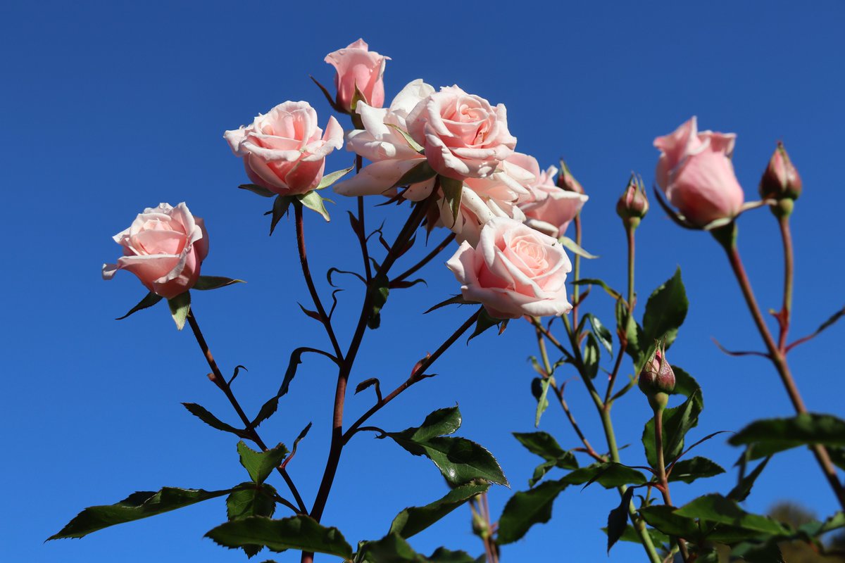 今朝の爽やかな秋晴れのばら園より
ピックアップは’マジョリカ’
（広報係）#Rose　#バラ　#神代植物公園