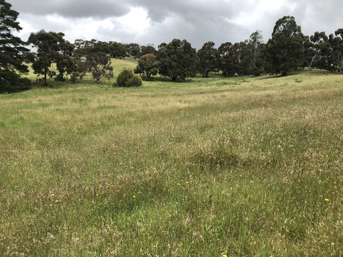 AileenCollier15's tweet photo. @EquicultureJane @DrLindaDykes @SmallholdingH Soooo good to see #equiculture #equicentral spread Linda @EquicultureJane .. opposite our end ! This dam would usually be half empty by now and grass coming out of ears! La Niña #SouthAus https://t.co/QKWd1iJe5w